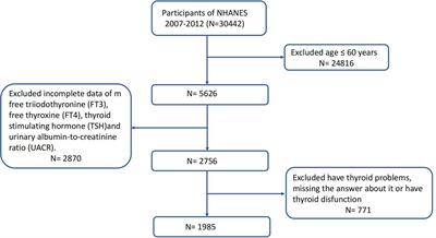 Thyroid function and thyroid homeostasis parameters are associated with increased urinary albumin excretion in euthyroid individuals over 60 years old from NHANES